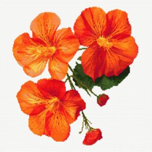 Nasturtium FP1324