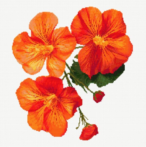 Nasturtium FP1324