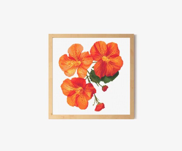 Nasturtium FP1324 - Image 4
