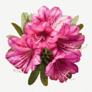 Rododendron FP0324