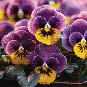Sunkissed Pansies FP1724
