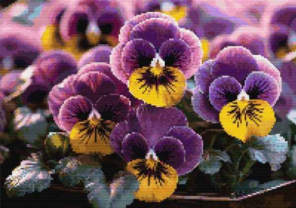Sunkissed Pansies FP1724