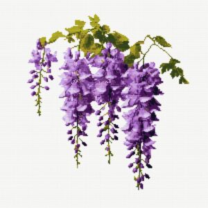 Wisteria Flower FP0824