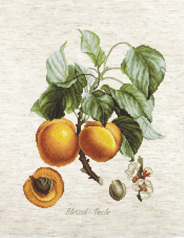Abricot-Peche SBA22450