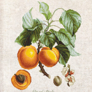 Abricot-Peche SBL22450