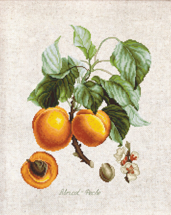 Abricot-Peche SBL22450
