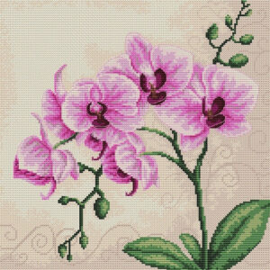Orchid SB2227