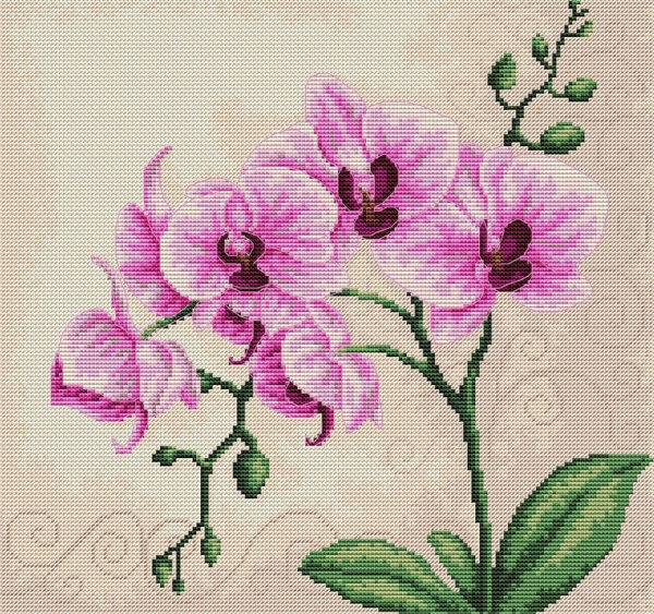 Orchid SB2227