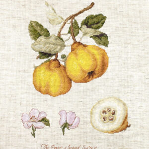 The Pear Shaped Quince SBA22430