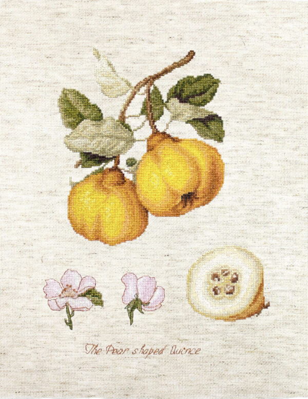 The Pear Shaped Quince SBA22430