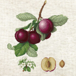The Nectarine Plum SBA22480
