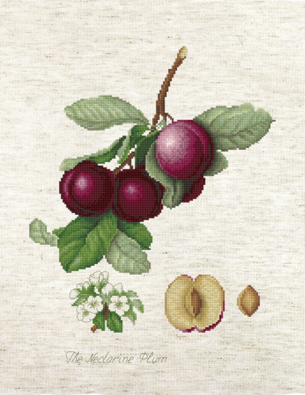 The Nectarine Plum SBA22480