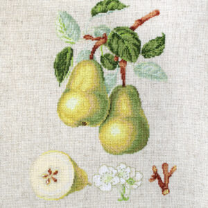 The Dauch Pear SBL22420