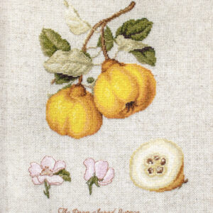 The Pear Shaped Quince SBL22430