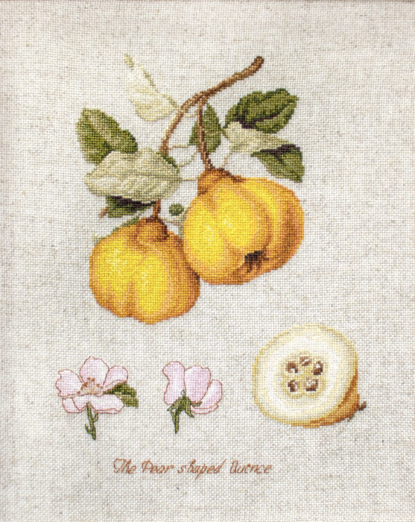 The Pear Shaped Quince SBL22430