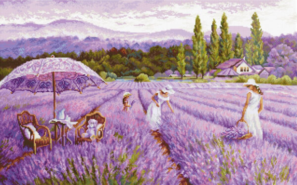 Lavender field SBU5008