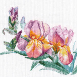 Golden Irises S1644