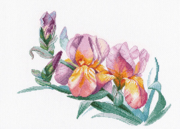 Golden Irises S1644
