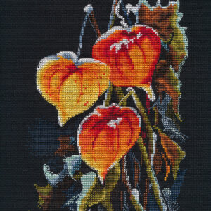 Physalis on black S1617