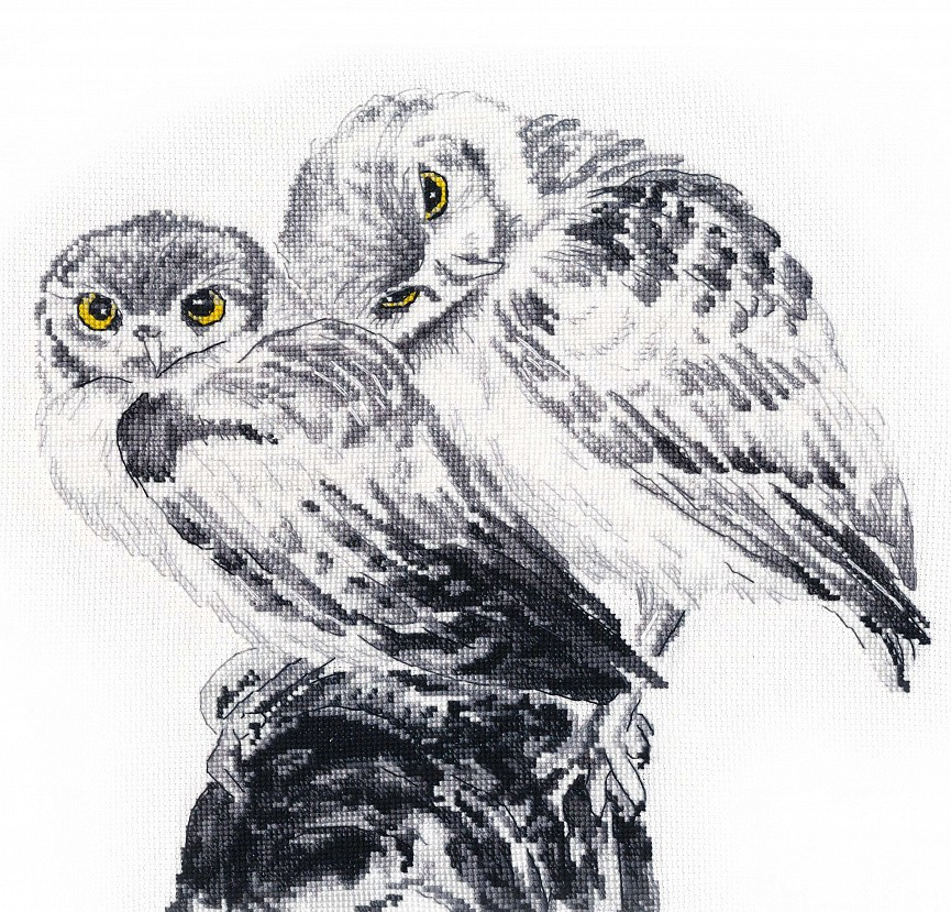 Owls in Love S1272