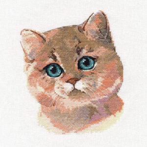 British Shorthair S1326