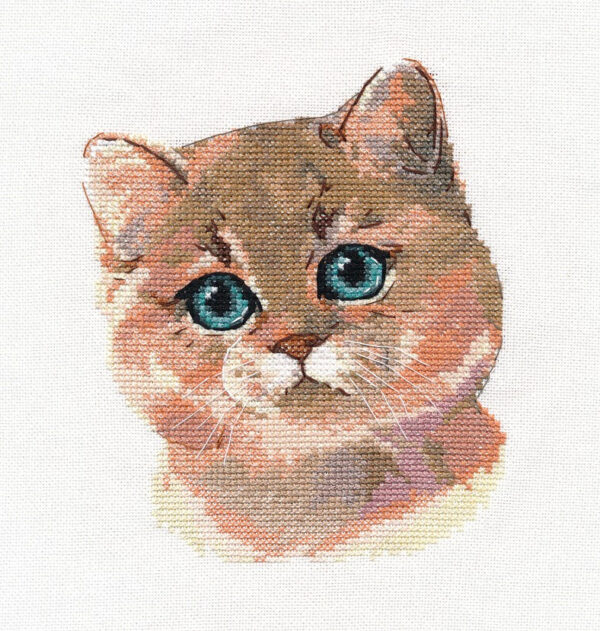 British Shorthair S1326