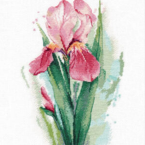 Pink iris S1424