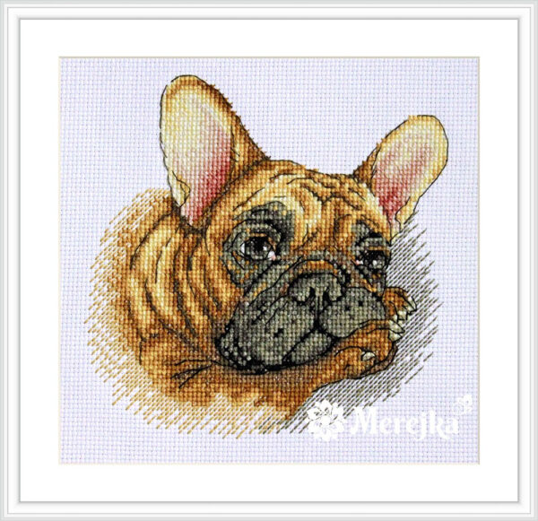 French Bulldog SK114